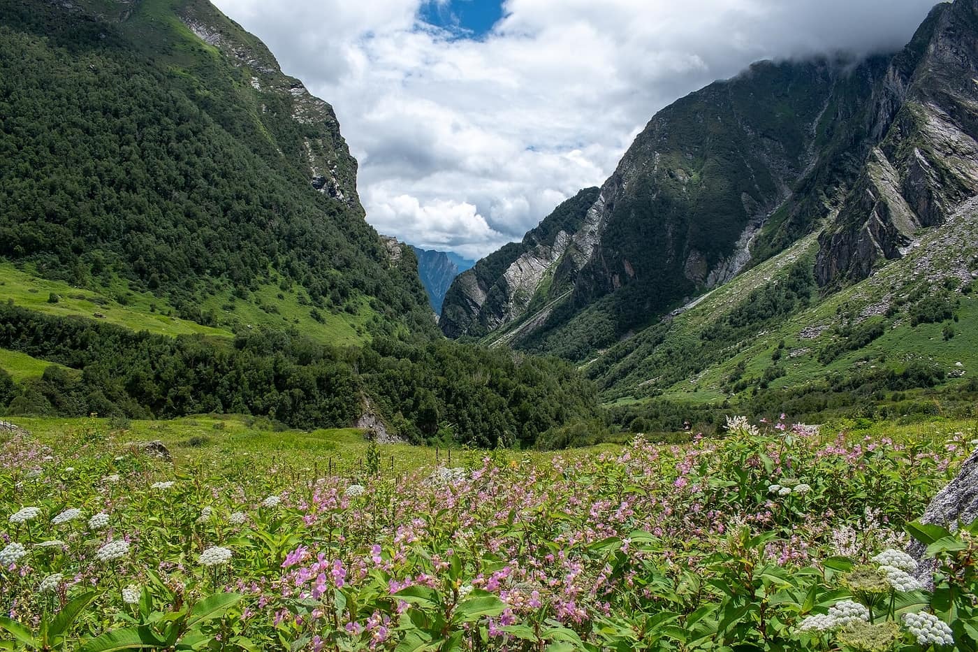 Meadows and flower beds in the Valley of Flowers